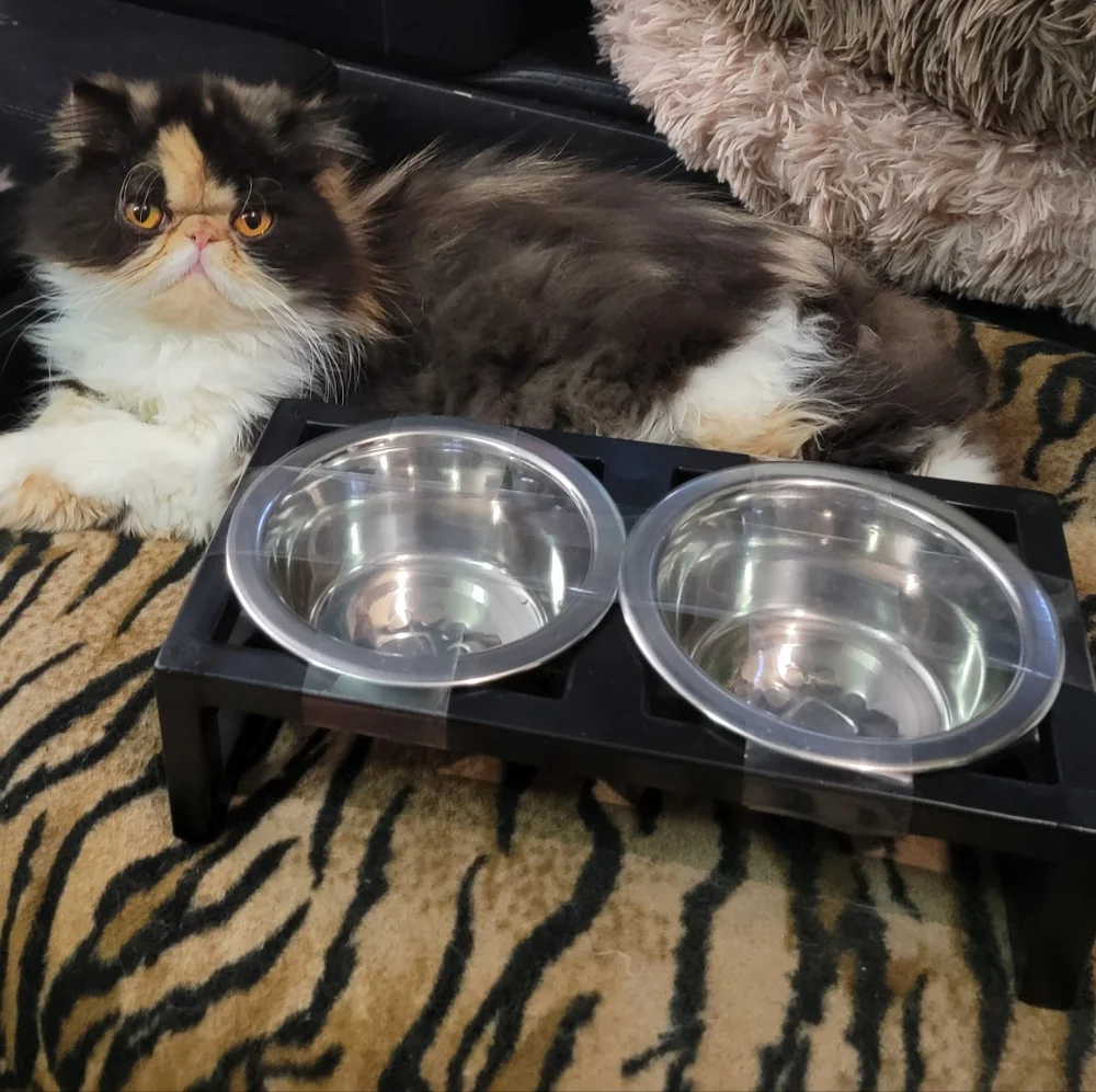 Stainless Steel Raised Double Cat Dog Bowl Set Sz Small
